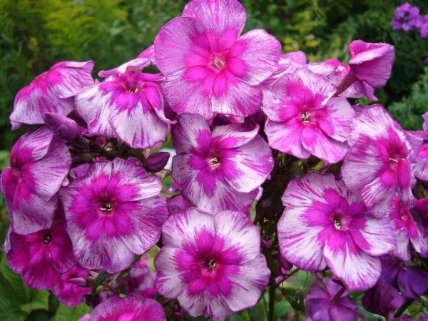 Флокс мет Дракон