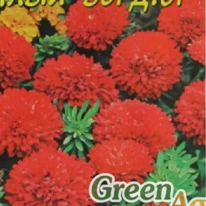 Астра Алый бордюр