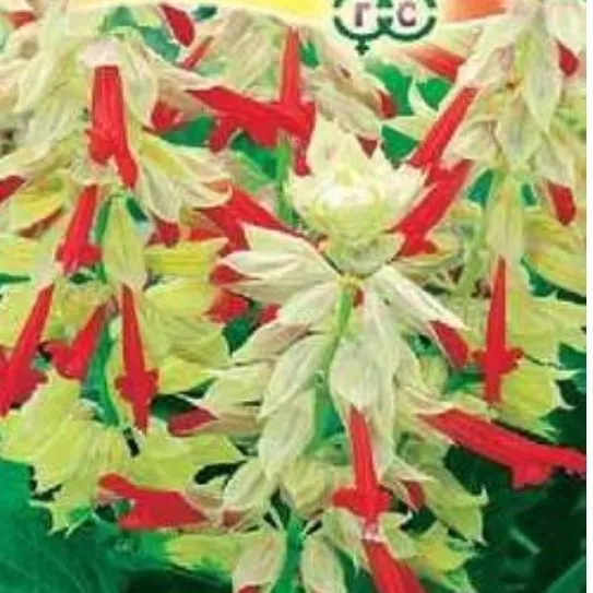 Сальвия Кассиопея