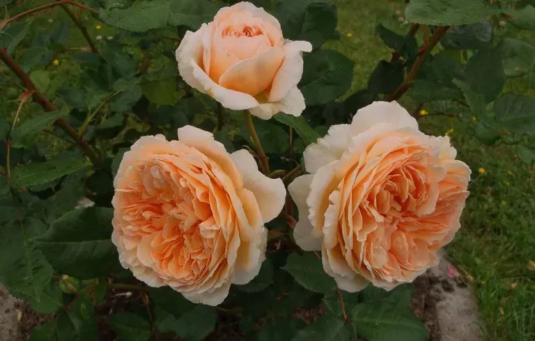роза crown princess margareta
