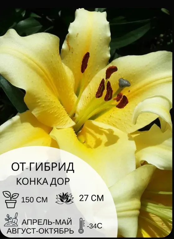 Лилия Конка Дор