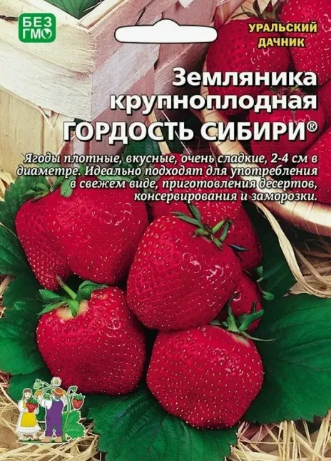 Земляника крупноплодная Гордость Сибири
