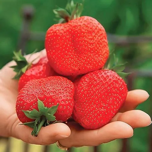 Земляника Свит Мэри XXL