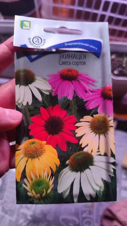 Эхинацея  Смесь сортов