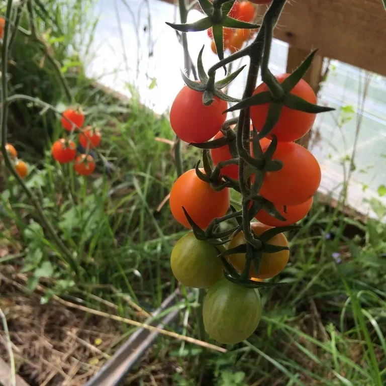 Финик жёлтый - Ф — сорта томатов - витамин-п-байкальский.рф - отзывы на форуме | каталог