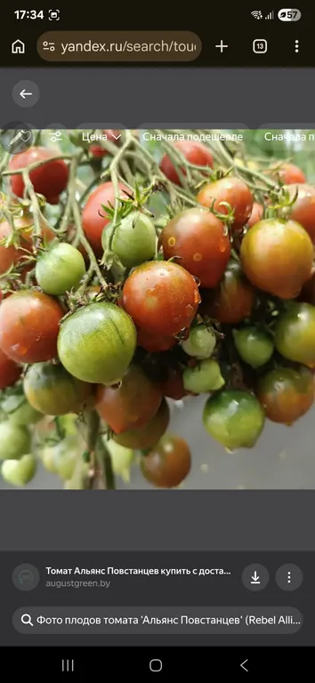 Томат  Альянс повстанцев черри