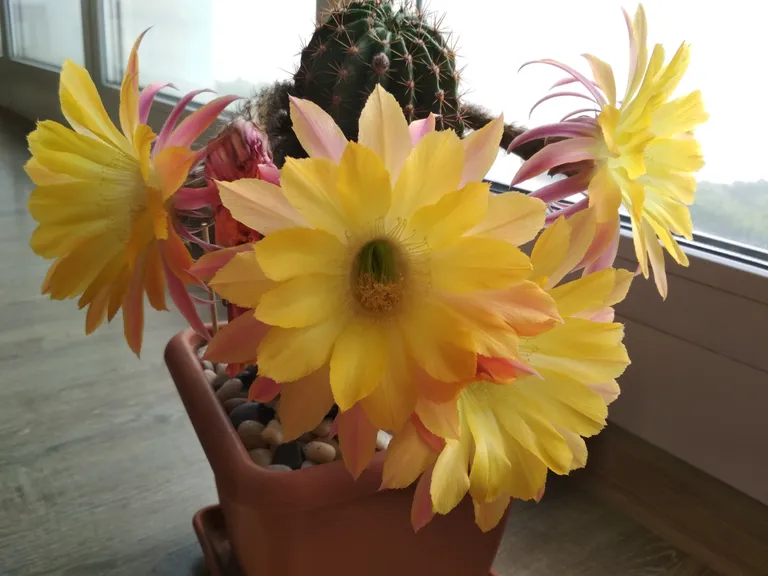 Эхинопсис гибридный "Embraceable You"