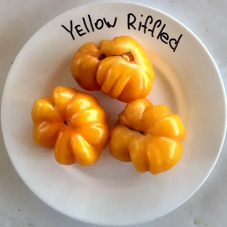 Томат Yellow Riffled (Желтый ребристый)
