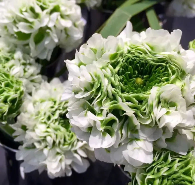 Азиатский Pon-Pon Igloo