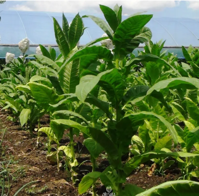 Табак Сигарно-трубочный Bolivian Criollo Black