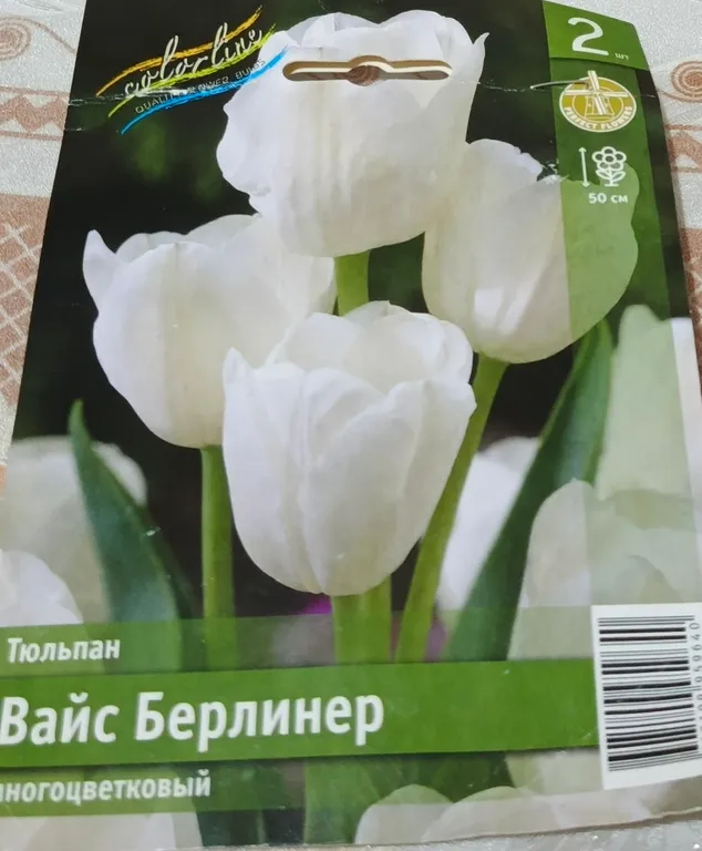 Тюльпан многоцветковый Вайс Берлинер