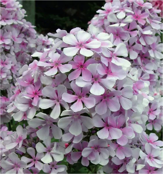 Флокс мет Егорка