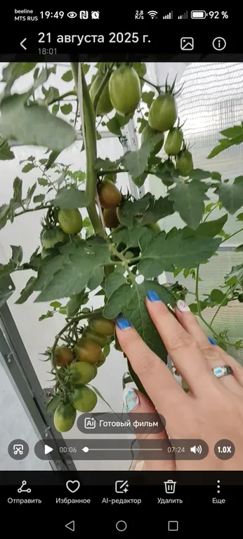 Томат Слива Черная