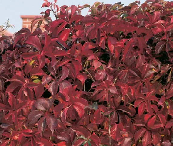 Var Murorum девич пятилист