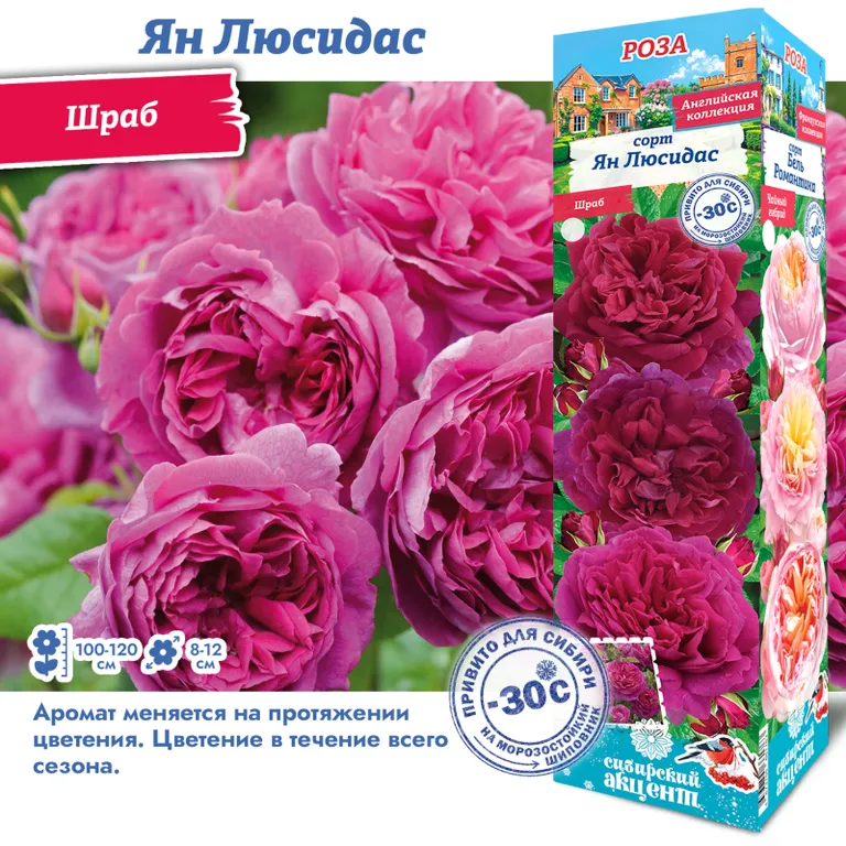 Роза английская/шраб Янг Люсидас