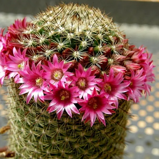 Маммиллярия смесь 