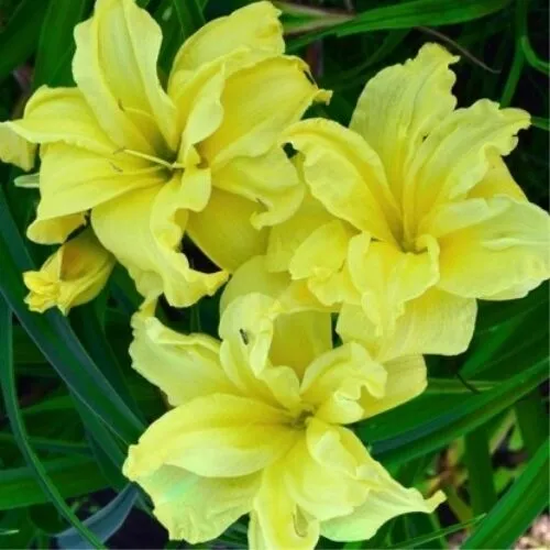 Лилейник Дабл Ривер Уайт