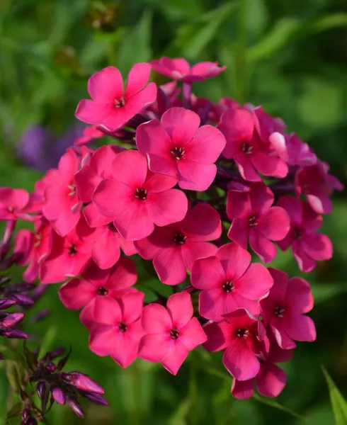 Флокс метельч БонБон