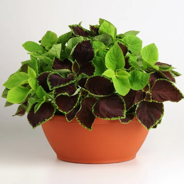 Колеус блюме Шоколадная симфония, смесь окрасок