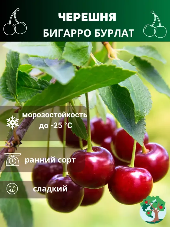 Черешня Бигарро Бурлат