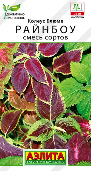 Колеус Блюме Райнбоу смесь