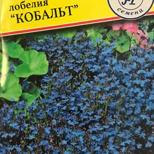Лобелия Кобальт