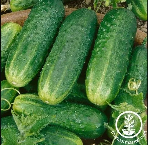 Огурец Деревенская ярмарка ® F1