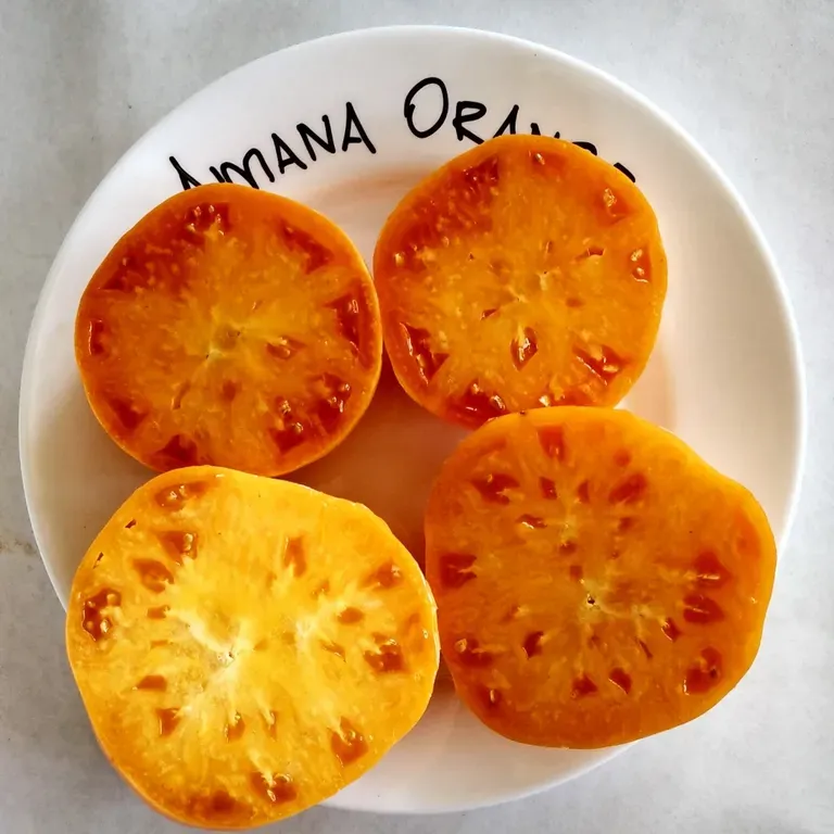 Томат Amana Orange