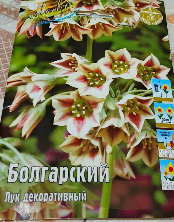 Лук декоративный Болгарский