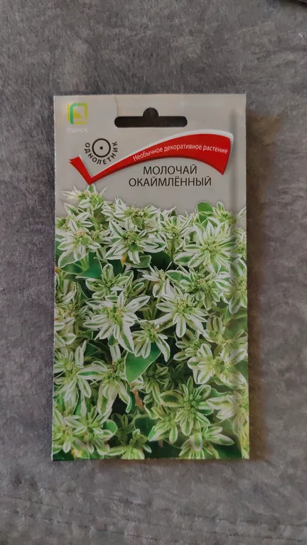 Молочай окаймленный