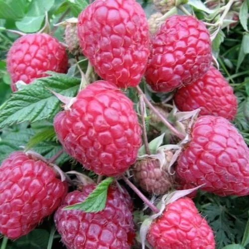 Малина Поклон Казакову