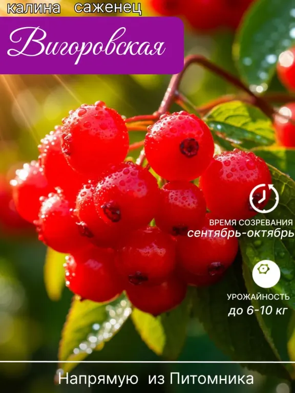 Калина Вигоровская