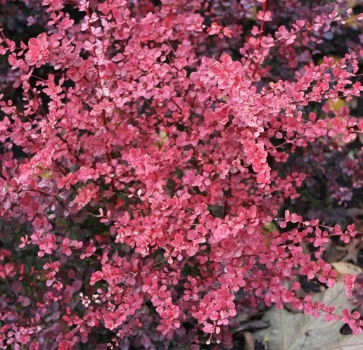 Барбарис Pink Queen