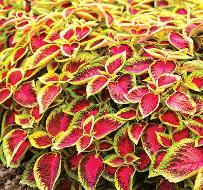 Колеус Солнечный арбуз