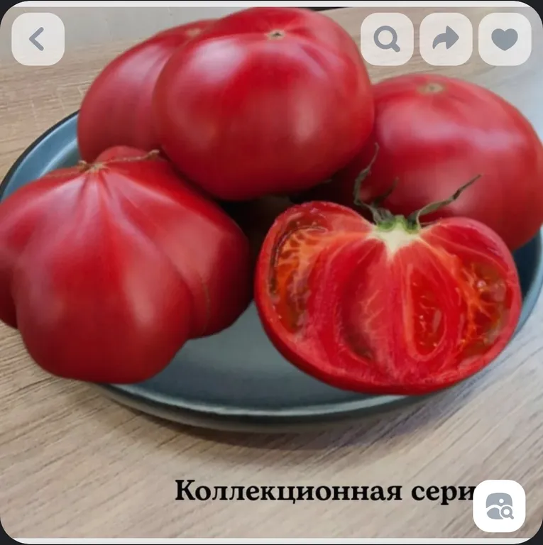 Томат Горнет