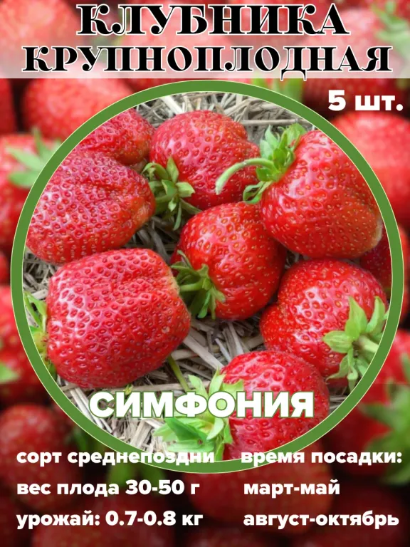 Клубника Симфония
