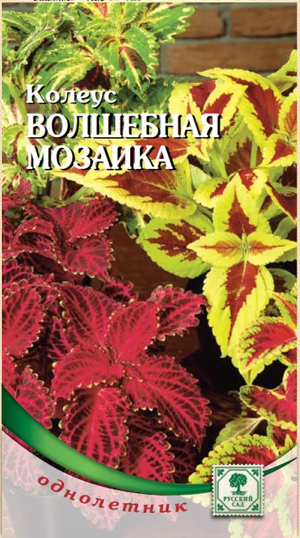 Колеус Волшебная мозаика