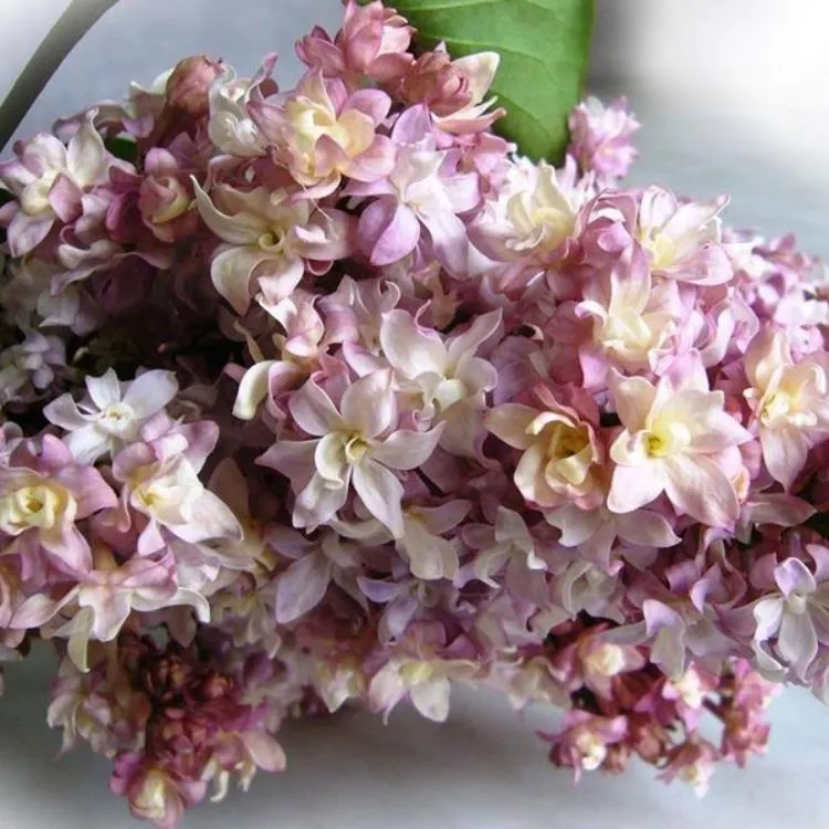 Сирень Федерико Гарсия Лорка