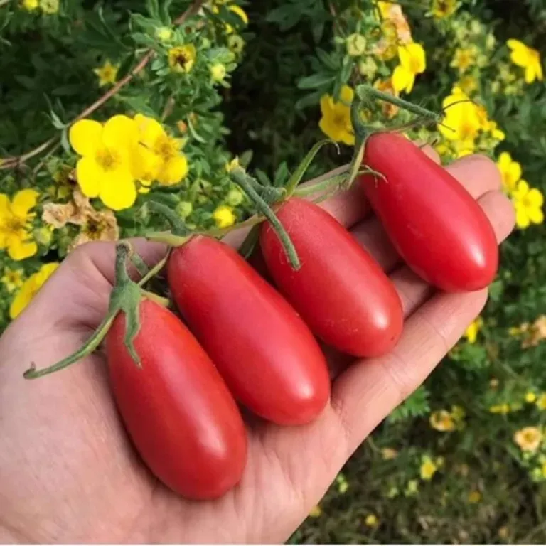 томат маленькая ракета