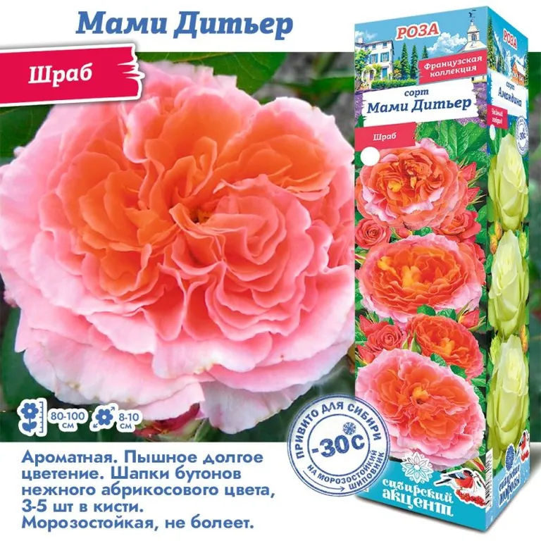 Роза шраб Мами Дитьер