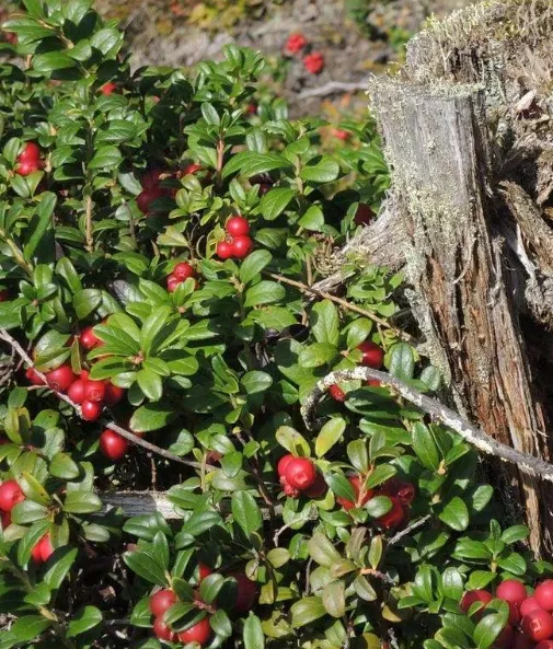 Брусника крупноплодная Скарлетт