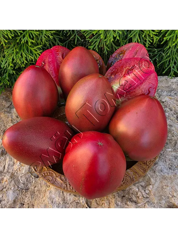 Томат Фаворит 17/1