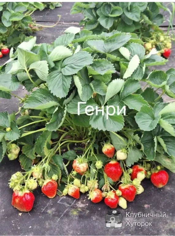 Земляника Генри