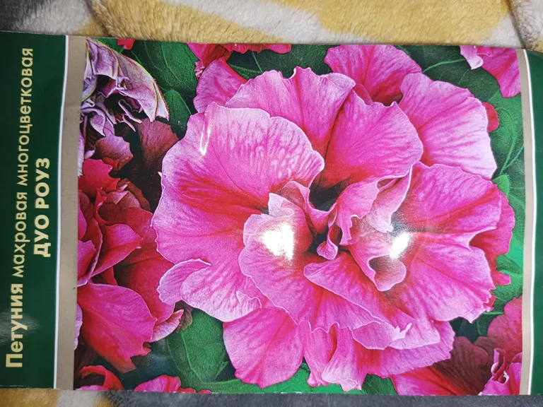 Петуния Дуо Роуз