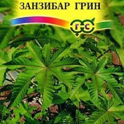 Клещевина декоративная Занзибар грин