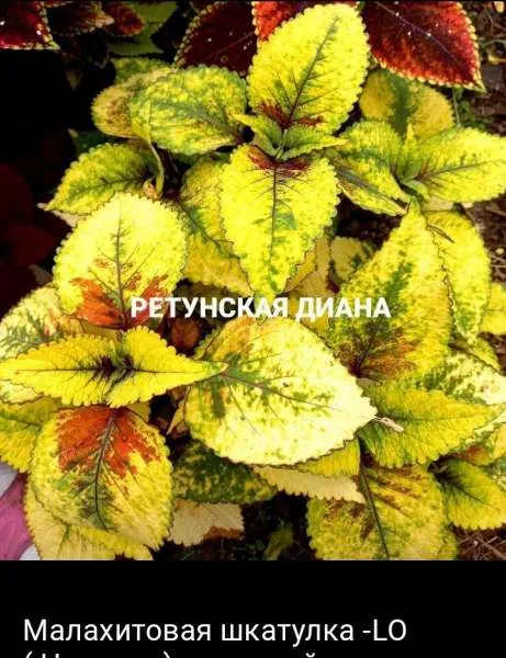 Колеус вегетативный Малахитовая шкатулка LO