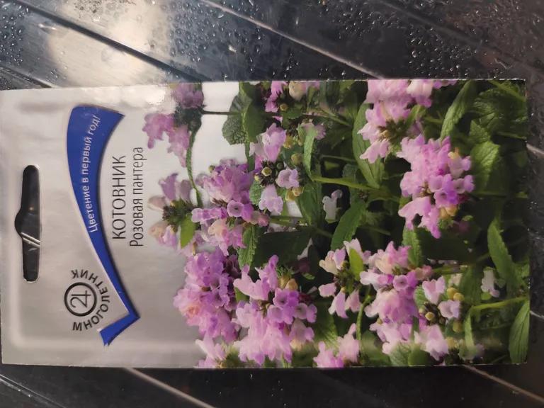 Котовник Розовая пантера