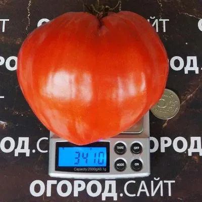 Томат Сердце Веннето