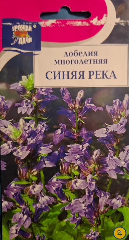 Лобелия многолетняя Синяя река