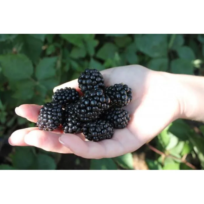 Ежевика Прайм Арк Фридом